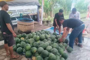 Dari Balik Lapas Banyuwangi, Panen Semangka 3 Ton Jadi Aksi Nyata Ketahanan Pangan dan Kepedulian Sosial